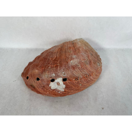 Abalone Shell Key & Trinket Dish – Decorative Natural Iridescent Shell 8.25"