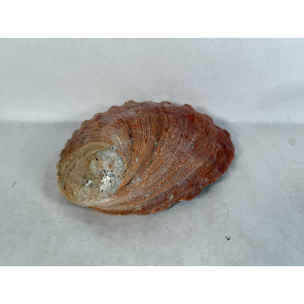 Abalone Shell Key & Trinket Dish – Decorative Natural Shell