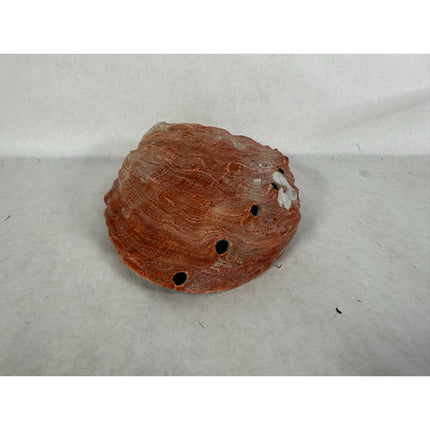 Abalone Shell Key & Trinket Dish – Decorative Natural Iridescent Shell 8.25"