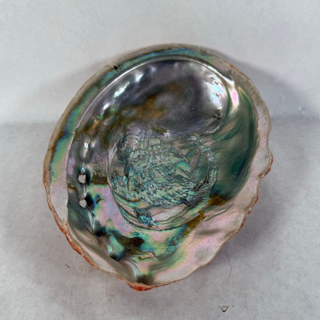 Abalone Shell Key & Trinket Dish – Decorative Natural Iridescent Shell 8.25"