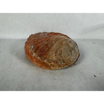 Abalone Shell Key & Trinket Dish – Decorative Natural Iridescent Shell 8.25"