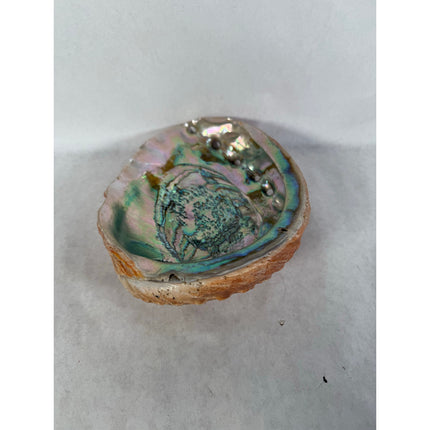 Abalone Shell Key & Trinket Dish – Decorative Natural Iridescent Shell 8.25"