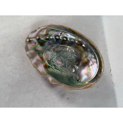 Abalone Shell Key & Trinket Dish – Decorative Natural Iridescent Shell 8.25"