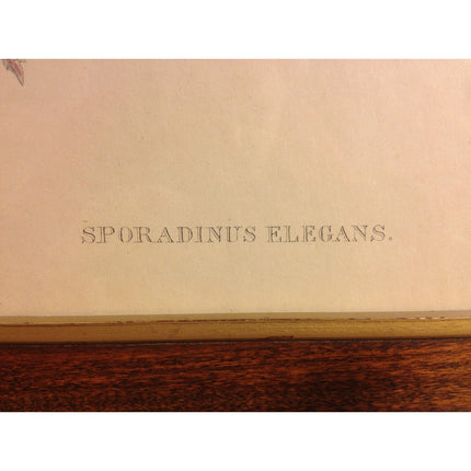 Antique J.C. Gould & H.C. Richter Handcolored Lithograph – Sporadinus Elegans