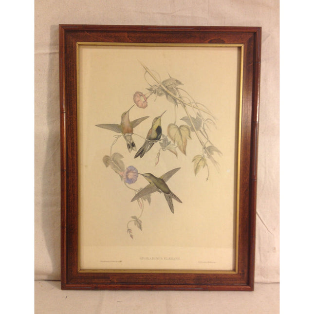 Antique J.C. Gould & H.C. Richter Handcolored Lithograph – Sporadinus Elegans