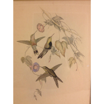 Antique J.C. Gould & H.C. Richter Handcolored Lithograph – Sporadinus Elegans