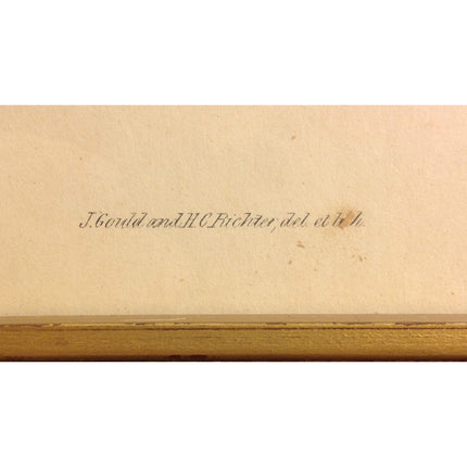 Antique J.C. Gould & H.C. Richter Handcolored Lithograph – Sporadinus Elegans